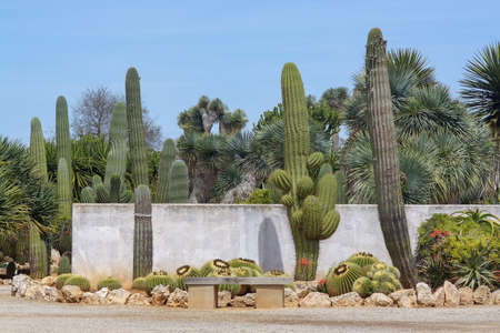 SES SALINES, MALLORCA, SPAIN - APRIL 15, 2019: Cactus and succulent plants in arid landscape park Botanicactus on April 15, 2019 in Ses Salines, Mallorca, Spain.のeditorial素材