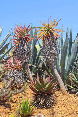 SES SALINES, MALLORCA, SPAIN - APRIL 15, 2019: Cactus and succulent plants in arid landscape park Botanicactus on April 15, 2019 in Ses Salines, Mallorca, Spain.のeditorial素材