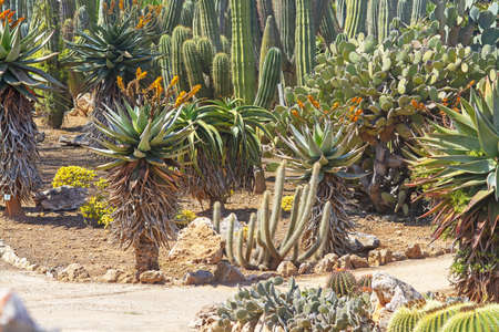 SES SALINES, MALLORCA, SPAIN - APRIL 15, 2019: Cactus and succulent plants in arid landscape park Botanicactus on April 15, 2019 in Ses Salines, Mallorca, Spain.のeditorial素材