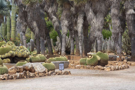 SES SALINES, MALLORCA, SPAIN - APRIL 15, 2019: Cactus and succulent plants in arid landscape park Botanicactus on April 15, 2019 in Ses Salines, Mallorca, Spain.のeditorial素材