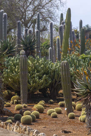 SES SALINES, MALLORCA, SPAIN - APRIL 15, 2019: Cactus and succulent plants in arid landscape park Botanicactus on April 15, 2019 in Ses Salines, Mallorca, Spain.のeditorial素材
