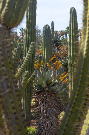 SES SALINES, MALLORCA, SPAIN - APRIL 15, 2019: Cactus and succulent plants in arid landscape park Botanicactus on April 15, 2019 in Ses Salines, Mallorca, Spain.のeditorial素材