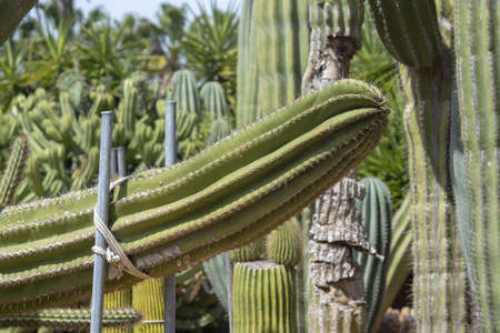 SES SALINES, MALLORCA, SPAIN - APRIL 15, 2019: High Chaparall cactus with support arrangement in arid landscape park Botanicactus on April 15, 2019 in Ses Salines, Mallorca, Spain.のeditorial素材