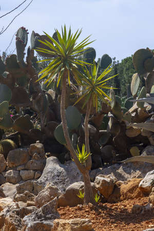 SES SALINES, MALLORCA, SPAIN - APRIL 15, 2019: Cactus and succulent plants in arid landscape park Botanicactus on April 15, 2019 in Ses Salines, Mallorca, Spain.のeditorial素材