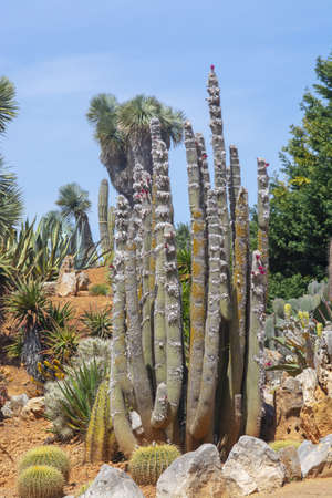 SES SALINES, MALLORCA, SPAIN - APRIL 15, 2019: Cactus and succulent plants in arid landscape park Botanicactus on April 15, 2019 in Ses Salines, Mallorca, Spain.のeditorial素材