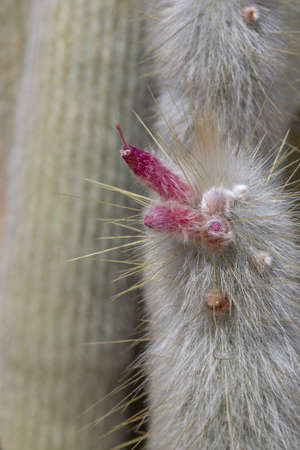 Blossoming soft looking cactus with prickly leaves and pink yellow colorful flowersの写真素材