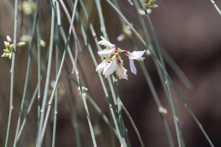 Spring broom Ginestrae beginning to blossom on branches closeup macro.の写真素材