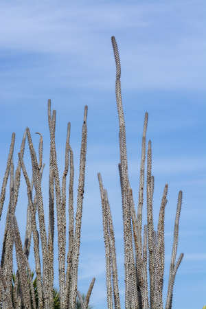 Thorny cactus with spikes and little fruits against blue skyの写真素材