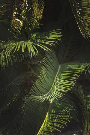 Closeup leaves Mallorca endemic fan palm Chamaerops humilis lush leaves in sunshine.の写真素材