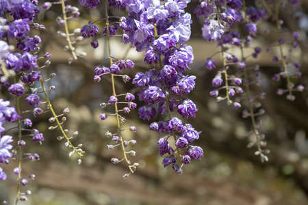 Cascade of bright blue and purple wisteria flowers in springの写真素材