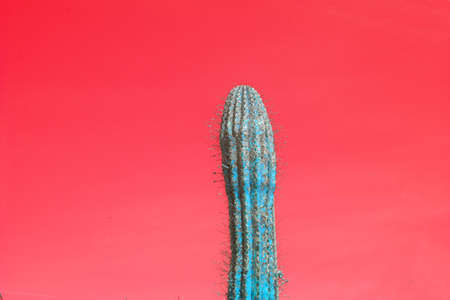 Abstract surrealistic turquoise color thorny single cactus with spikes against red skyの写真素材
