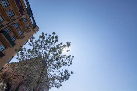 Spring green leaves and blue sky between buildings on a sunny day in Vasastan, April in Stockholm,...