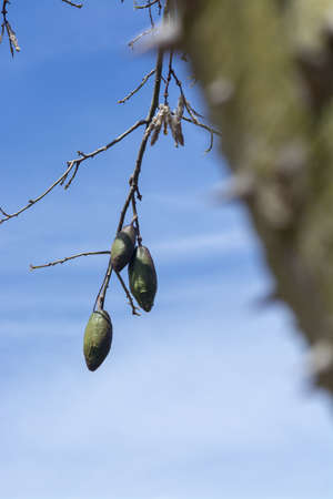 Chorisia tree fruits with thorny trunk out of focus behind, against blue sky closeup macro photoの写真素材