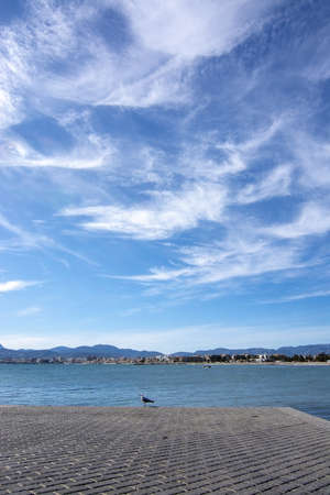 Solo seagull standing on a pier with ocean and Palma cityline behind.