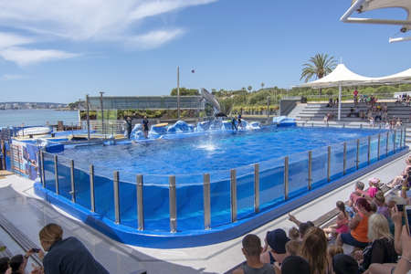 PALMA, MALLORCA, SPAIN - MAY 22, 2019: Dolphin show Marineland on May 22, 2019 in Palma, Mallorca, Spain.のeditorial素材