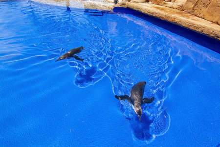 Two small penguins swimming towards the camera in blue water and sunlight.のeditorial素材