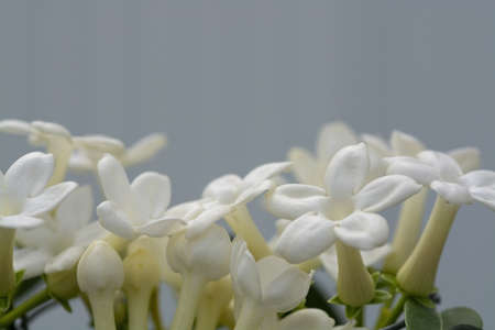 Stephanotis floribunda jasminoides names are Madagascar jasmine, waxflower, Hawaiian wedding flower,...