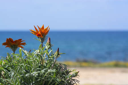 Bright orange aster like flower with blue sea and horizon out of focus with copy space, Mediterranean Spain.の写真素材