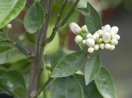 Abundance of white orange flower buds on tree closeup in Mallorca, Spain.