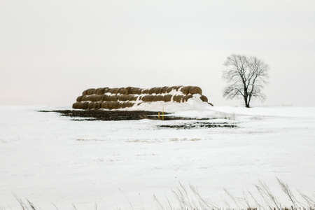 Winter landscape with bales of hay in the field.の写真素材