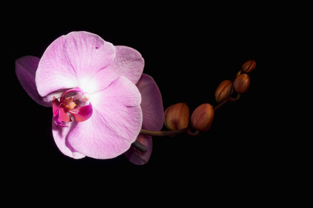 Pink orchidの写真素材