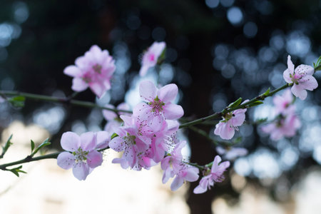 Blooming spring flowers