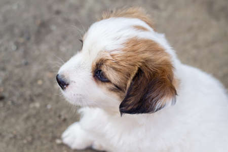 White adorable puppy with brown colored ears