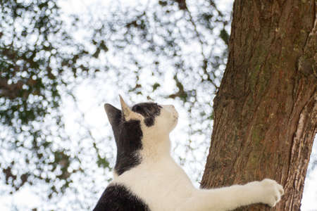 White stray cat with black spots and incredible green eyesの写真素材