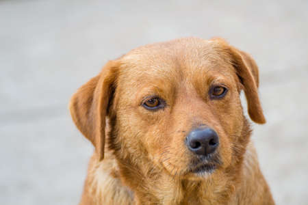 Dogs are more than just pets they are familly. They are like us, with its own personality
