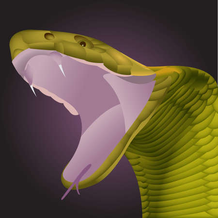 Vector illustration of a green skinned snake with mouth wide open showing fangsのイラスト素材