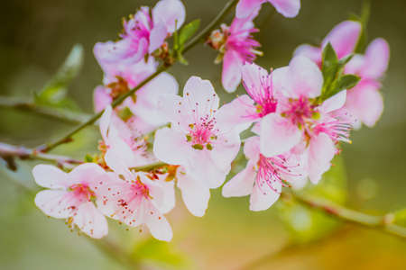 Pink cherry flowerの写真素材