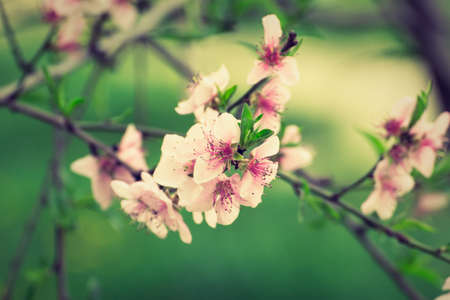 Pink cherry flowerの写真素材