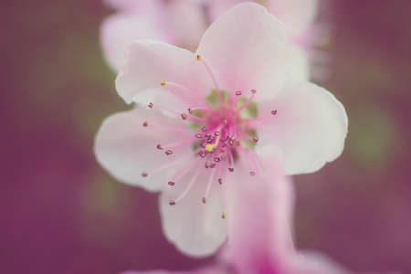 Pink cherry flowerの写真素材