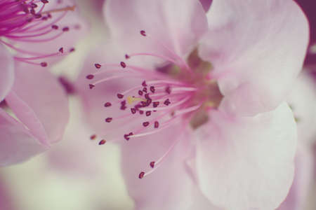 Pink cherry flowerの写真素材