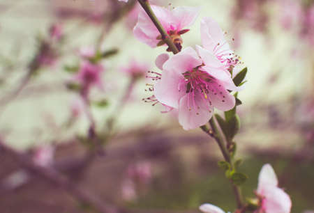 Pink cherry flowerの写真素材