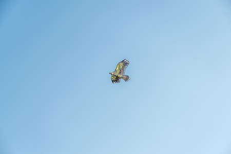 Kite flying on the sky
