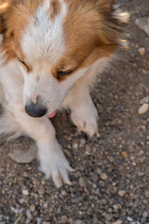 Portrait of a happy looking dog with white furr and brown spot in eye and ear area posing to the cameraの写真素材