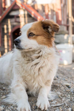 Portrait of a happy looking dog with white furr and brown spot in eye and ear area posing to the cameraの写真素材