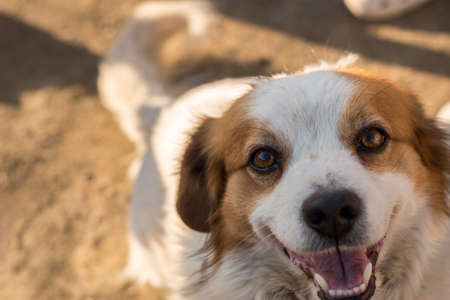 Portrait of a happy looking dog with white furr and brown spot in eye and ear area posing to the cameraの写真素材