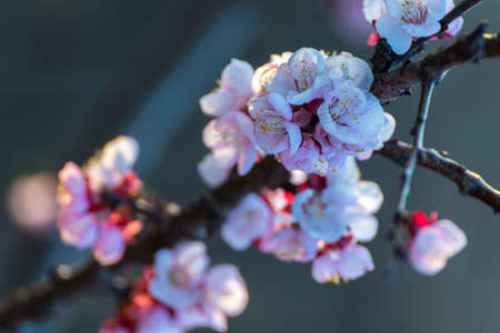 Beautiful pink peach tree flowers in blossom with deep colorful blue sky. Parts of image are blured due to shallow depth of field and large focal lengthの写真素材
