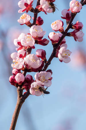 Close-up shot of pollination process of blossoming beatiful peach flowers performed by bees and bumble bees. Background out of focus due to shallow depth of field.の写真素材