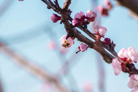 Close-up shot of pollination process of blossoming beatiful peach flowers performed by bees and bumble bees. Background out of focus due to shallow depth of field.の写真素材