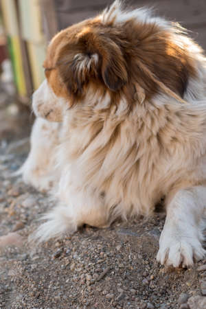 Portrait of a happy looking dog with white furr and brown spot in eye and ear area posing to the cameraの写真素材