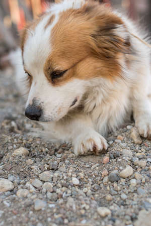 Portrait of a happy looking dog with white furr and brown spot in eye and ear area posing to the cameraの写真素材