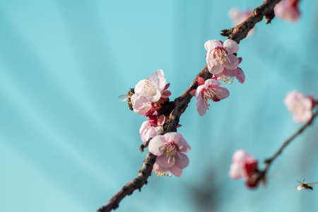 Close-up shot of pollination process of blossoming beatiful peach flowers performed by bees and...