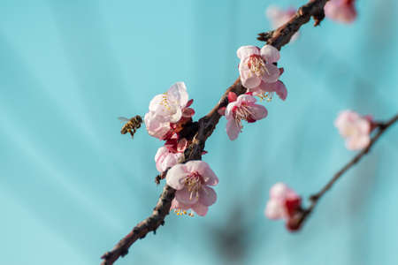 Close-up shot of pollination process of blossoming beatiful peach flowers performed by bees and bumble bees. Background out of focus due to shallow depth of field.の写真素材