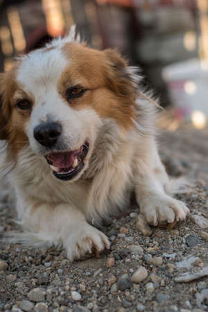 Portrait of a happy looking dog with white furr and brown spot in eye and ear area posing to the cameraの写真素材