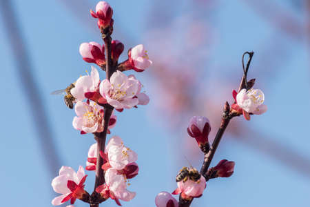Close-up shot of pollination process of blossoming beatiful peach flowers performed by bees and bumble bees. Background out of focus due to shallow depth of field.の写真素材