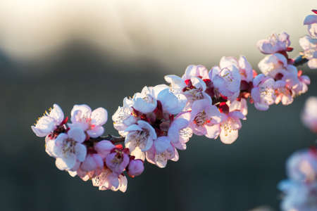 Beautiful pink peach tree flowers in blossom with deep colorful blue sky. Parts of image are blured due to shallow depth of field and large focal lengthの写真素材