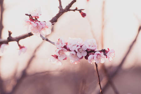Close-up shot of pollination process of blossoming beatiful peach flowers performed by bees and...